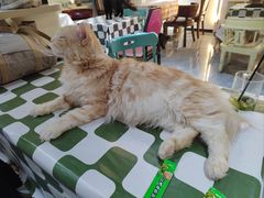 -猫小院猫主题餐厅(南锣旗舰店)