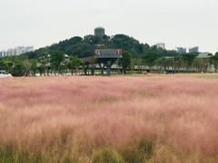 -王借岗森林公园