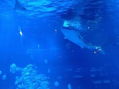 -烟台海昌鲸鲨海洋公园