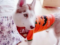 -Husky Go! 哈士奇体验馆·宠物咖啡厅狗咖