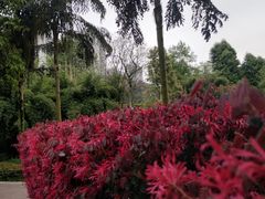 -龙头寺公园