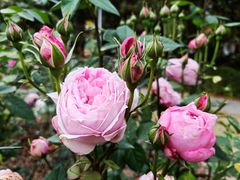 -人民公园(罗湖区)