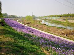 -洨河生态公园