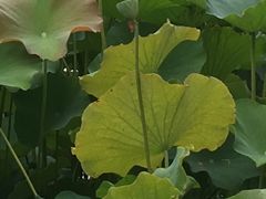 -济南植物园