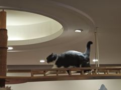 -滚猫咖啡·猫咖·猫友好撸猫(未来城店)
