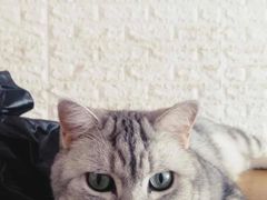 -平行世界·猫咖(首经贸店)