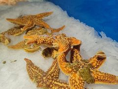 -九寸花汀烤肉海鲜自助(宽城万达店)