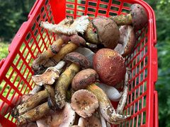 -铁山坪森林公园