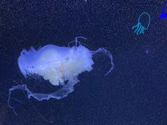 -珠海长隆海洋王国