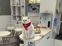 -关爱宠物医院·猫科中心·消化科(滨湖万达分院)