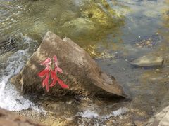 -金塔沙漠胡杨林景区