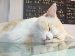 -Heymao猫咖.咖啡厅(东门店)