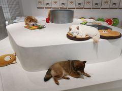 -柴务处·柴犬主题狗咖