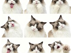 -瑞派天宁宠物医院·猫科·异宠中心