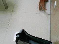 -瑞鹏宠物医院·骨科·猫科·内科(第一中心)