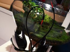 -BLACKSWAN黑天鹅(环球店)
