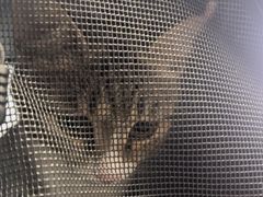 -瑞派福兴宠物医院犬猫全科·骨科·中西医结合(河东店)