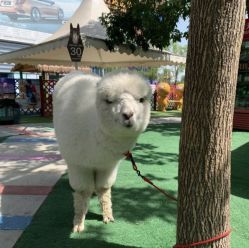 -萌宠亲子动物乐园(槐房万达店)