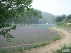 -紫海香堤香草艺术庄园
