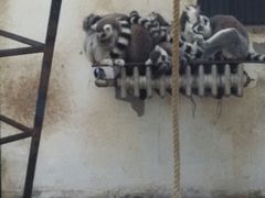 android_upload_pic-石家庄市动物园