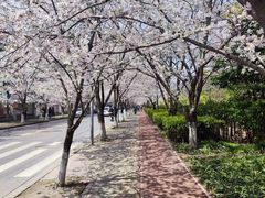 -高东镇樱花园