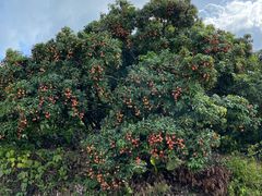 -水濂山森林公园