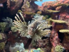 -上海海洋水族馆