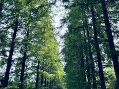 -黄海国家森林公园