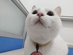 -灵美宠物诊所