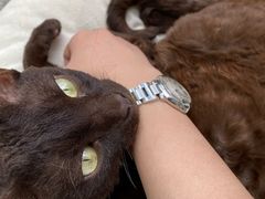 -喵屿·大理花园猫咖