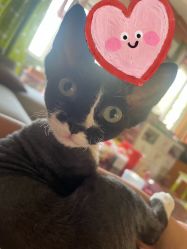 -艺之剪