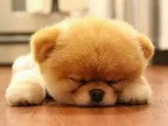 -阿毛方糕(七宝镇步行街店)