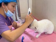 -北京观赏动物医院·24小时大型综合·猫专科·异宠专科