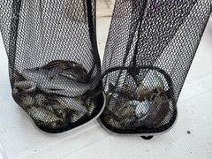 -深圳海钓·深圳钓鱼·拓展聚会鱼排