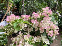 -金陵花卉交易市场