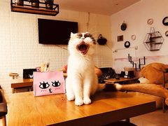 -平行世界·猫咖(首经贸店)