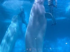 -海合安武汉极地海洋公园