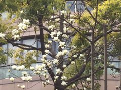 -新湖明珠城