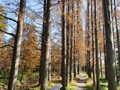 -上海长兴岛郊野公园