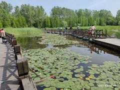 -溱湖国家湿地公园