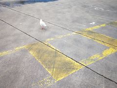 -悉尼鱼市场