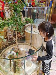 -卡通尼·Safari非洲探索乐园·生日会(金桥国际商业广场店)