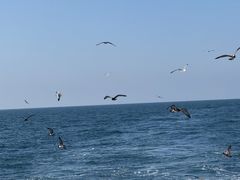 -海驴岛(荣成市)