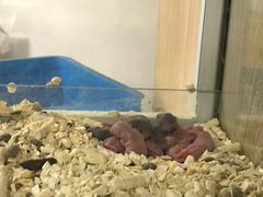 -藦茜花园宠物主题亲子互动体验馆(国顺东路店)