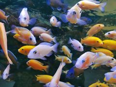 -沙沙哗啦海洋馆(华宇百花谷店)
