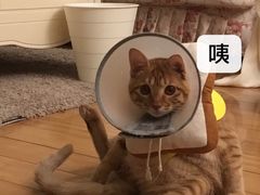 -宠颐生贝利健动物医院(谢家湾分院)