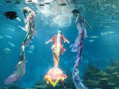 -海合安武汉极地海洋公园