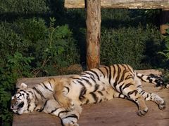 -大连森林动物园