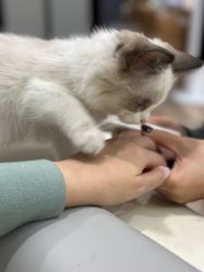 -WH日式美甲沙龙