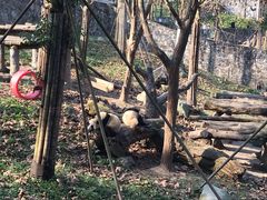 -都江堰中华大熊猫苑